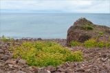 Ligusticum scoticum. Аспект плодоносящих растений на каменной россыпи. Кольский п-ов, Терский берег Белого моря. 09.08.2013.