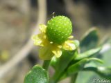 Ranunculus sceleratus
