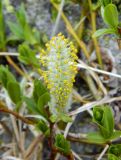 Salix kazbekensis