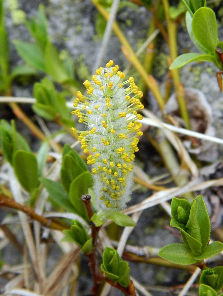 Image of Salix kazbekensis specimen.