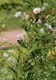 genus Symphyotrichum