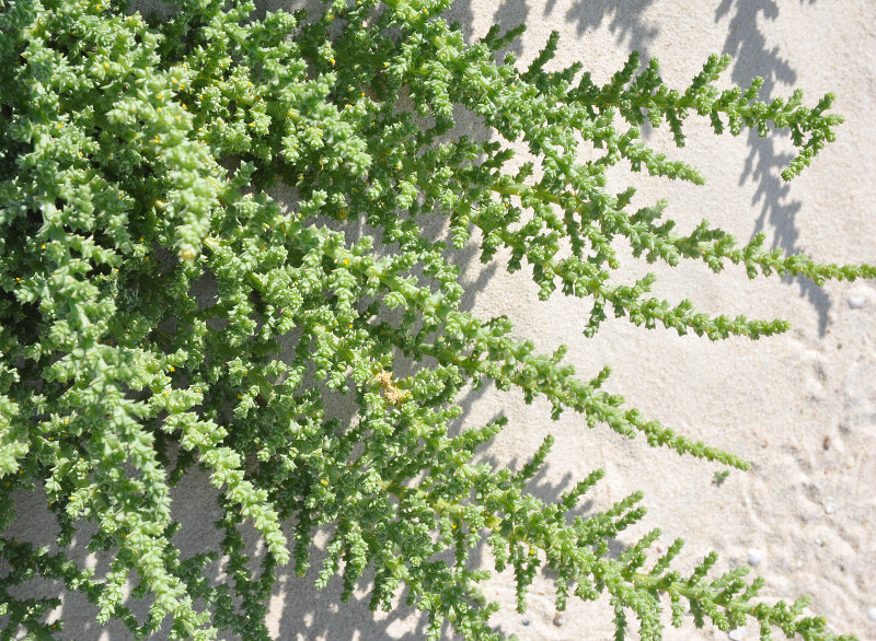 Image of Cornulaca ehrenbergii specimen.