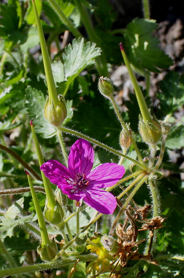 Image of genus Erodium specimen.