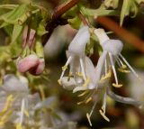 Lonicera × purpusii. Цветки и бутоны. Германия, г. Дюссельдорф, Ботанический сад университета. 02.03.2014.