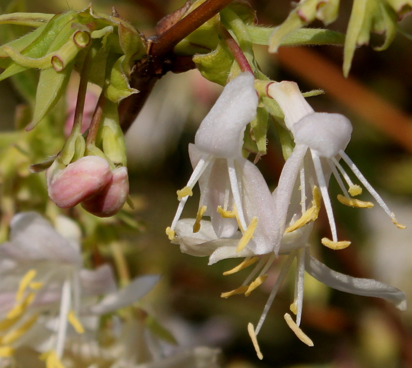 Image of Lonicera &times; purpusii specimen.