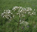 Valeriana rossica. Соцветие. Белгородская обл., Губкинский р-н, запов. \"Белогорье\", \"Ямская степь\". 10 июня 2009 г.