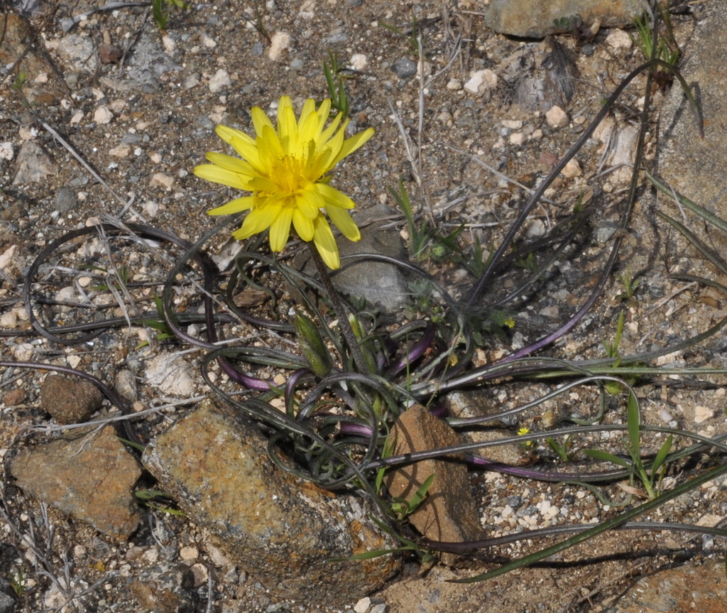 Изображение особи Scorzonera crocifolia.