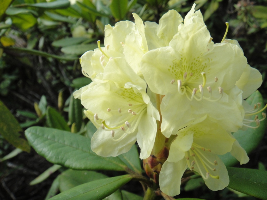 Изображение особи Rhododendron aureum.