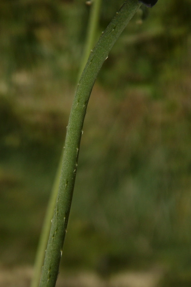 Image of Papaver laevigatum specimen.