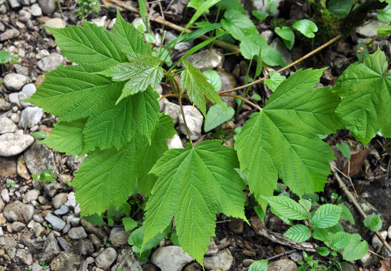 Image of Acer pseudoplatanus specimen.