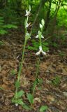 Ophrys oestrifera