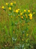 Blackstonia perfoliata. Цветущее растение на сыром приморском лугу. Нидерланды, провинция Гронинген, национальный парк Lauwersmeer. Июнь 2007 г.