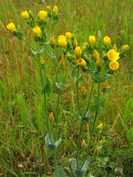 Image of Blackstonia perfoliata specimen.