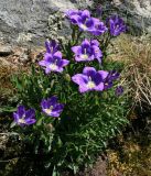 genus Campanula. Цветущее растение. Краснодарский край, Туапсинский р-н, отрог ГКХ, скала Зуб, скальные обнажения. 17.05.2014.