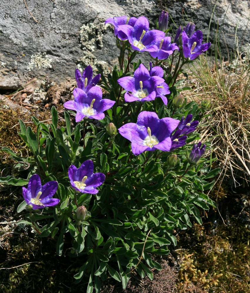 Изображение особи род Campanula.