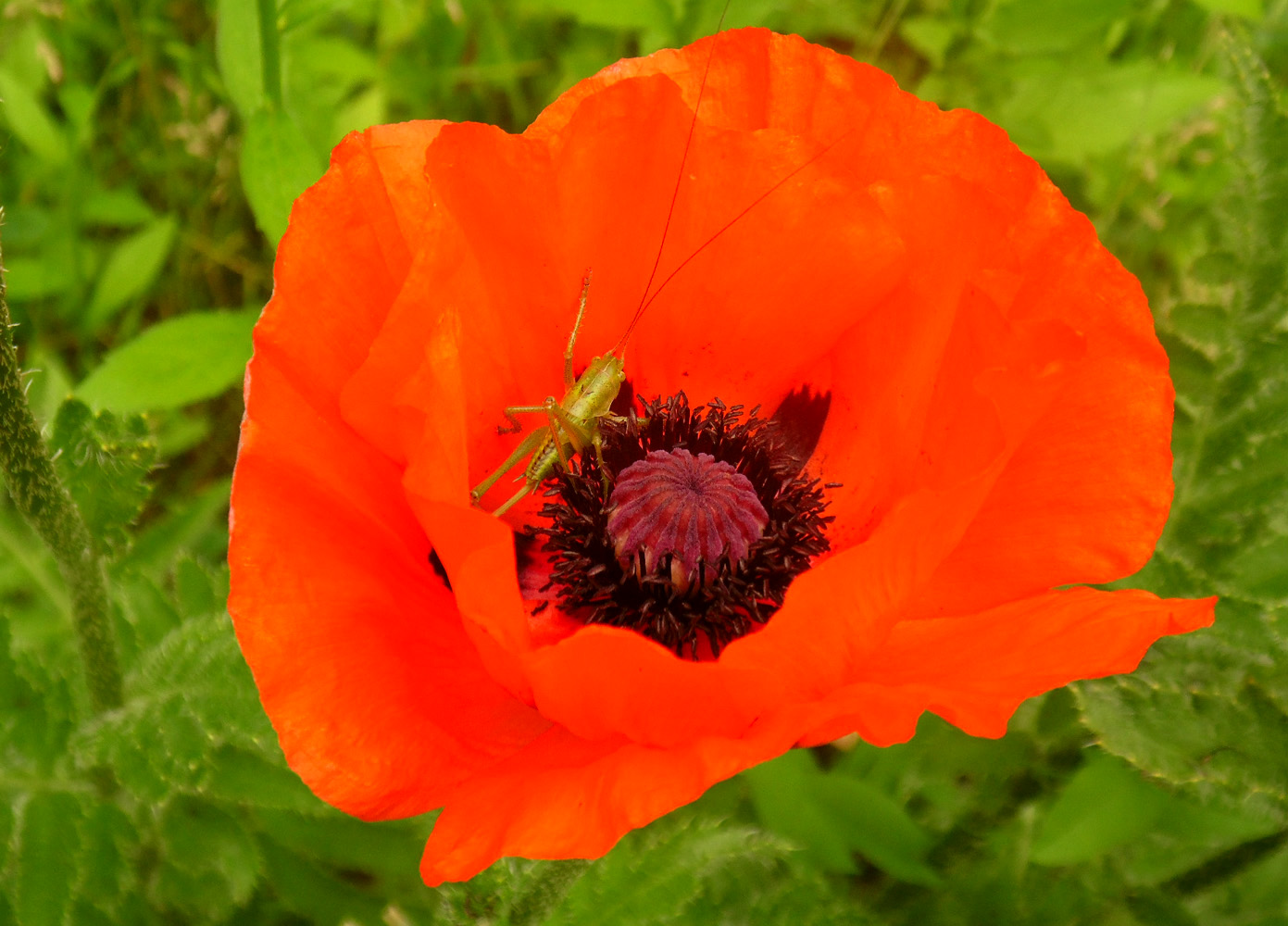 Изображение особи Papaver setiferum.