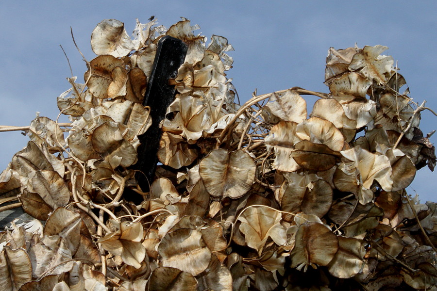 Image of Dioscorea villosa specimen.