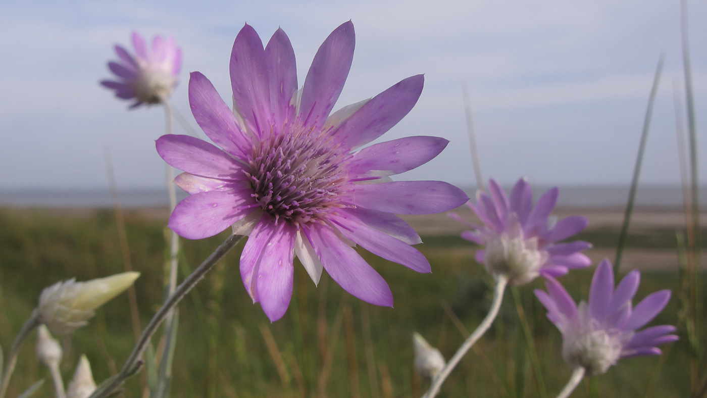 Изображение особи Xeranthemum annuum.