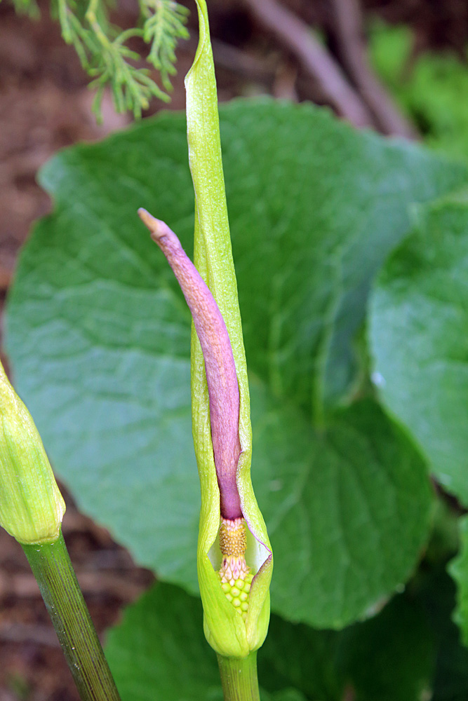 Изображение особи Arum korolkowii.