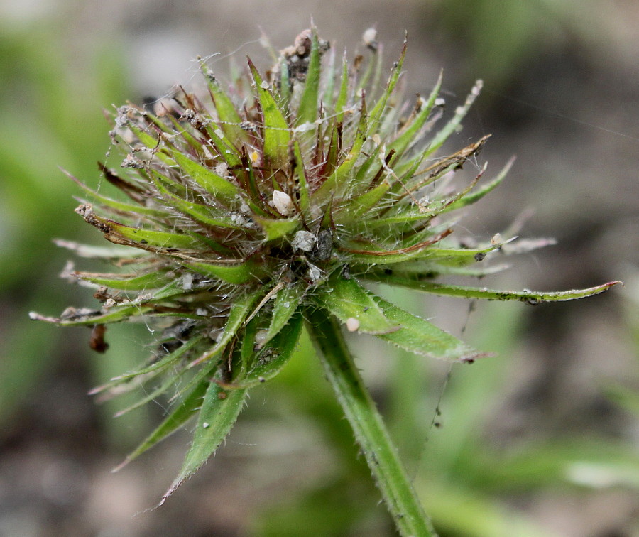 Image of Phuopsis stylosa specimen.