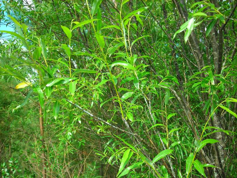 Image of Salix acutifolia specimen.