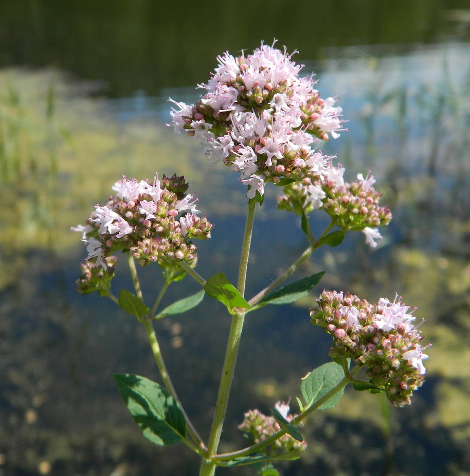 Изображение особи Origanum vulgare.