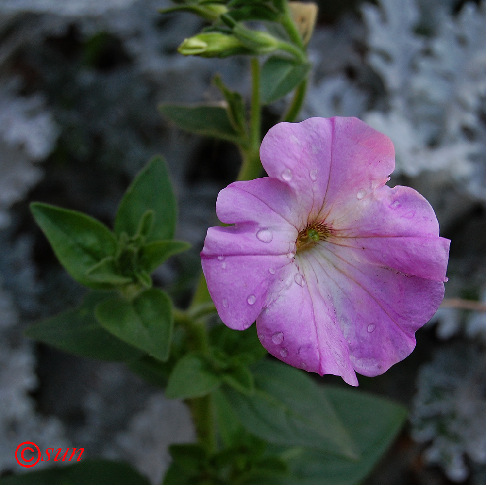 Изображение особи Petunia &times; atkinsiana.