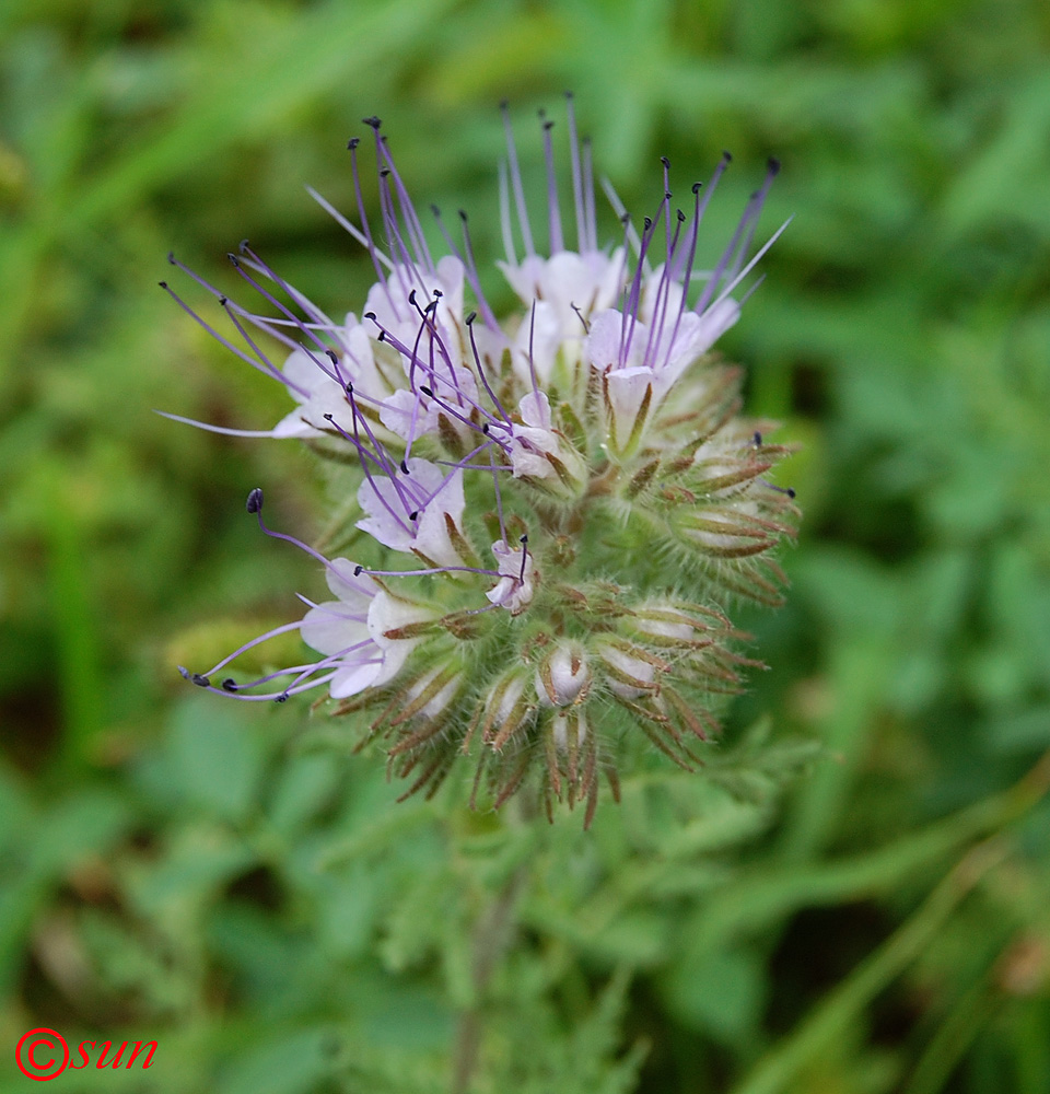 Image of Phacelia tanacetifolia specimen.