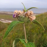 Phlomis taurica. Верхушка побега с отцветающим соцветием. Краснодарский край, м/о Анапа, окр. ст. Благовещенская, Витязевский лиман, степь на берегу лимана. 07.06.2014.