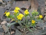 Arnebia guttata. Цветущее растение. Казахстан, Сев. Тянь-Шань, мелкосопочник на плато Сюгаты к западу от каньона Чарын. 20 мая 2011 г.