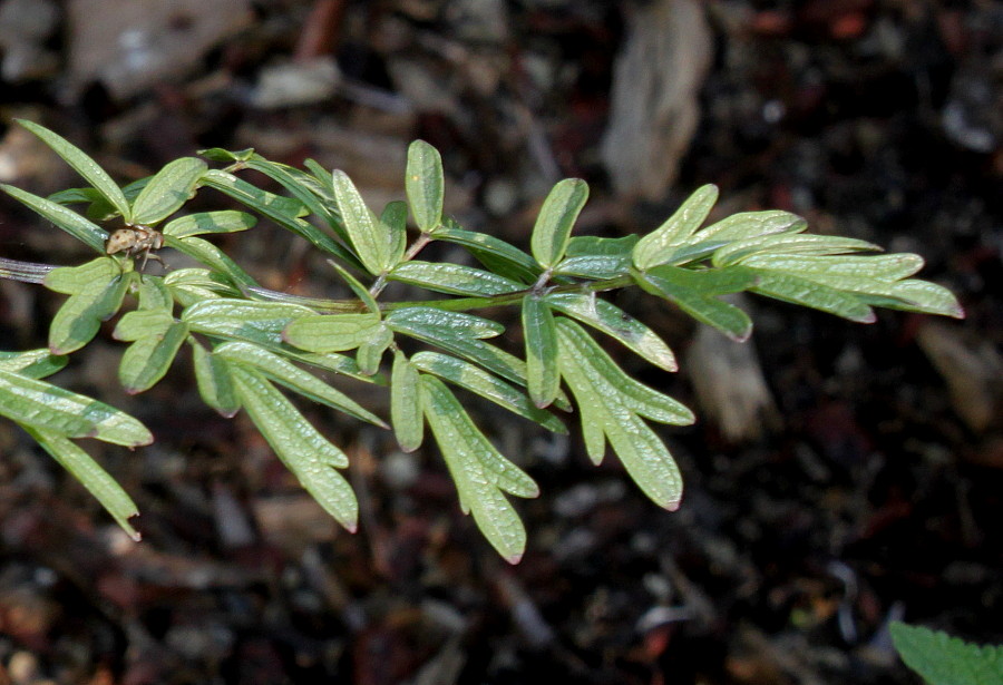 Image of genus Thalictrum specimen.