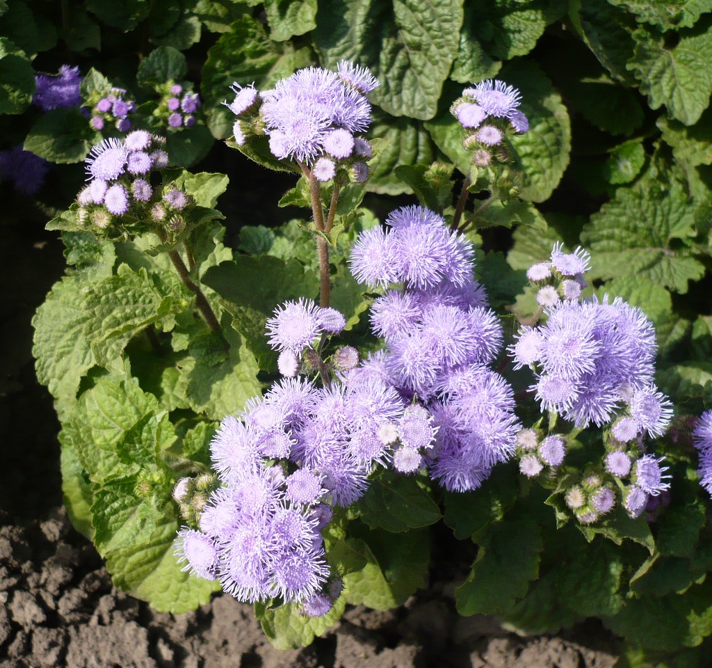 Изображение особи Ageratum houstonianum.