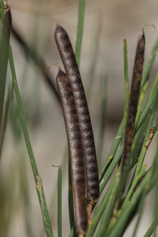 Image of Spartium junceum specimen.