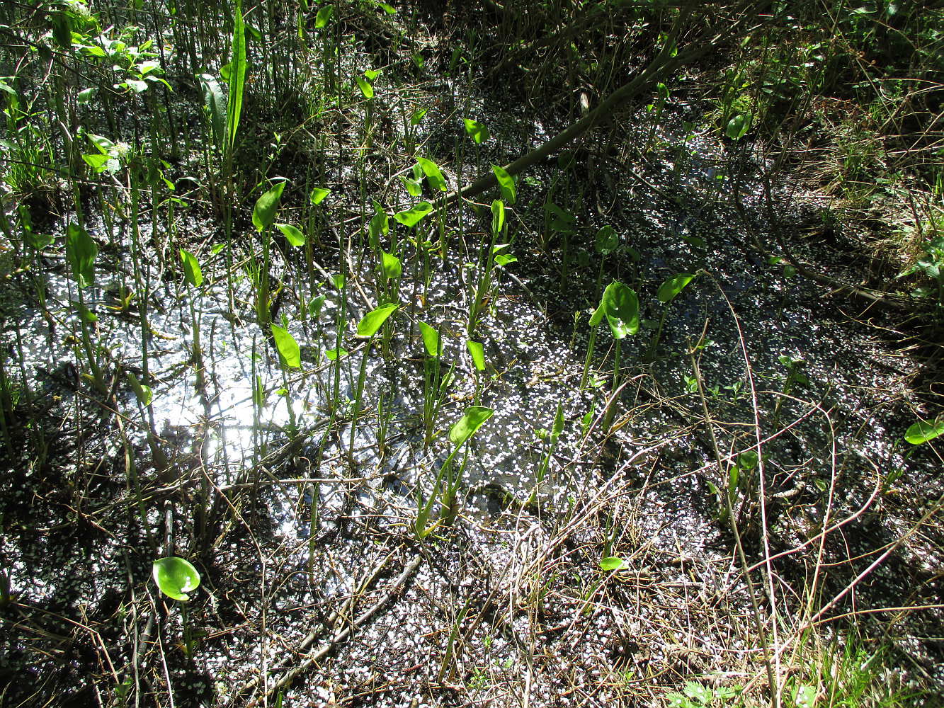 Image of Calla palustris specimen.