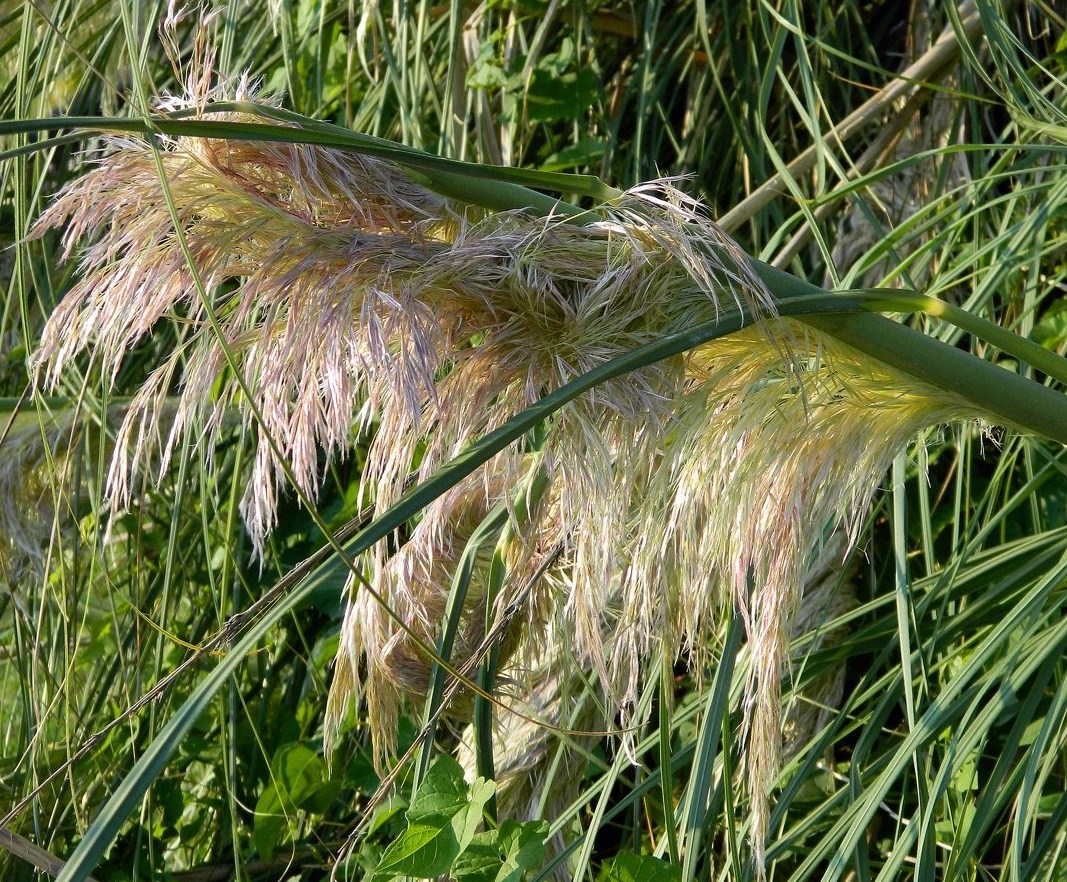 Изображение особи Cortaderia selloana.