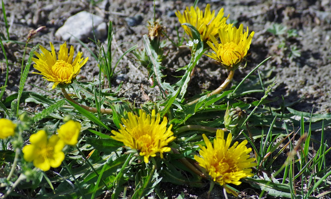 Image of genus Taraxacum specimen.