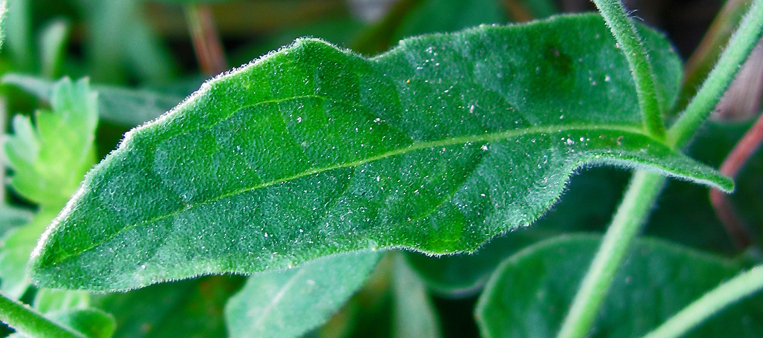 Изображение особи Pulicaria dysenterica.