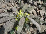 Astragalus syreitschikovii