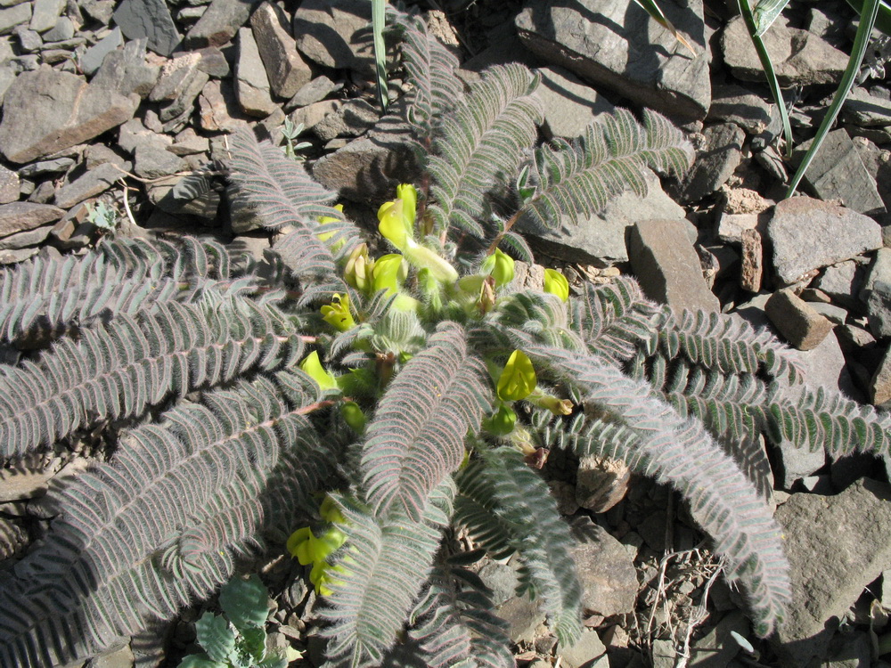 Изображение особи Astragalus syreitschikovii.