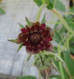 Comarum palustre