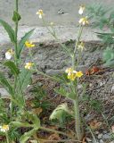 Ranunculus oxyspermus