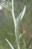 Centaurea jacea subspecies substituta. Часть стебля с листом. Крым, Севастополь, Инкерман. 1 августа 2009 г.