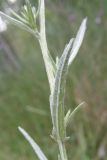 Centaurea jacea ssp. substituta