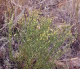 Ephedra distachya