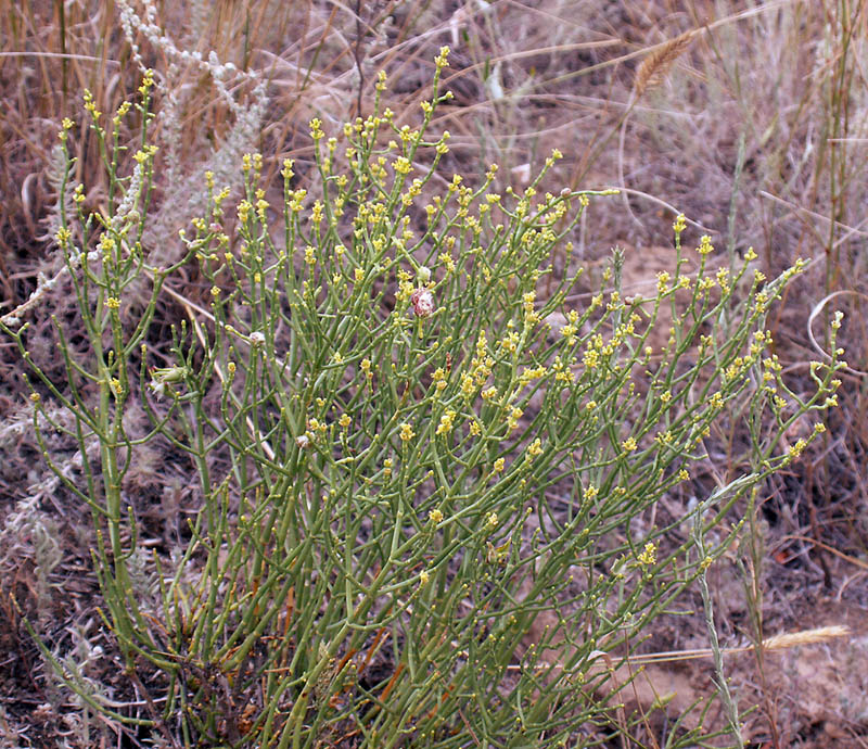 Image of Ephedra distachya specimen.