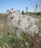 Clematis lathyrifolia. Зрелые плоды. Север Краснодарского края, Кущёвский заказник, балочная степь. 18.08.2009.