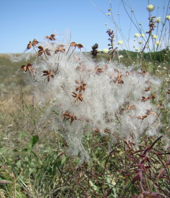 Image of Clematis lathyrifolia specimen.