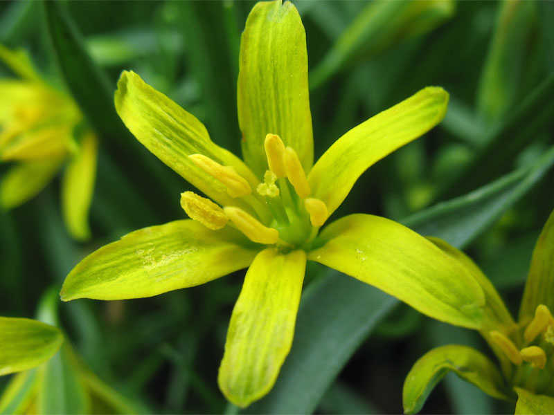 Image of Gagea lutea specimen.