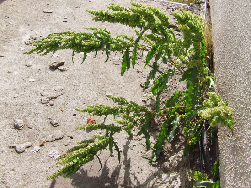 Image of Rumex longifolius specimen.