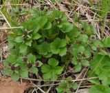 Sanicula rubriflora